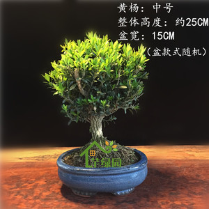 珍珠黄杨盆景雀舌黄杨瓜子造型树桩下山熟桩实物室内盆栽小型盆景