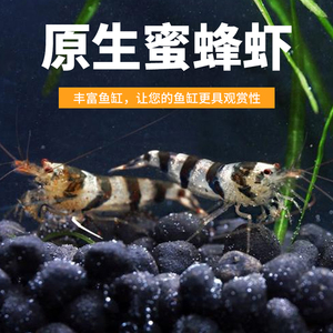 000人付款淘宝稀有原生鱼 蜜蜂虾虎 原生冷水鱼免加温 原生观赏鱼底栖