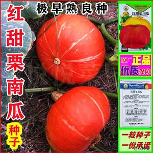 红甜栗红皮南瓜种子新品种红板栗南瓜小金瓜贝贝南瓜种子甜糯蔬菜