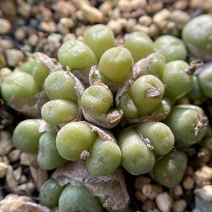 5cm左右流水铜壶群生母本多肉植物一物一拍43