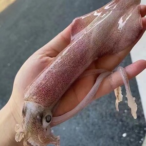 舟山海鲜灯光捕捞鲜活子乌活管红皮笔管鱿鱼1斤5-6个江浙沪皖包邮