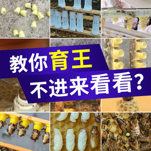 中蜂王台基