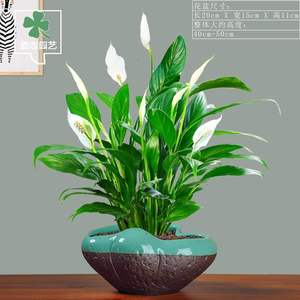 白掌盆栽一帆风顺水培植物室内年花花卉绿植红掌鲜花盆景四季好养