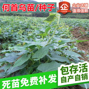 何首乌苗种苗 种子 野生何首乌苗 盆栽苗药用爬藤中草药植物新鲜