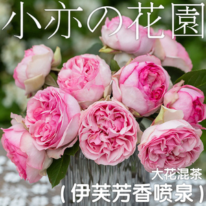 月季花苗伊芙系列芳香喷泉乙女心口红诱惑粉色伯爵贵族香水新娘