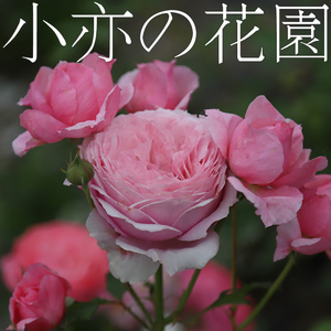 月季花苗旋转香水回忆女人遗产仙王座亨 勒斯丹内尔珍贵时刻大苗