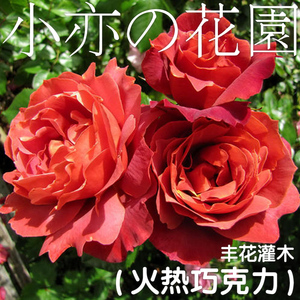 月季花苗辣椒将军黑巴克火热巧克力黑魔术灌木爬藤庭院阳台盆栽