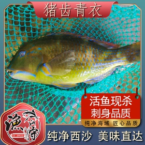 【青衣鱼鲜活】青衣鱼鲜活品牌,价格 - 阿里巴巴