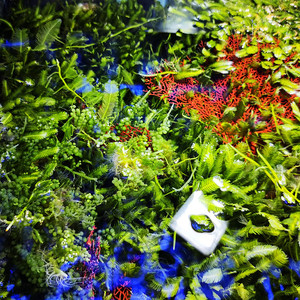 海缸高等藻 葡萄藻 钢丝藻 大羽毛藻 红绿火焰小鹿角藻 海水藻缸