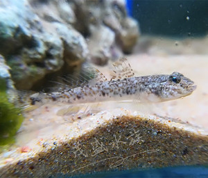 海水虾虎鱼 原生虾虎鱼活体 翻砂虾虎 好养 纹缟原生海水观赏鱼