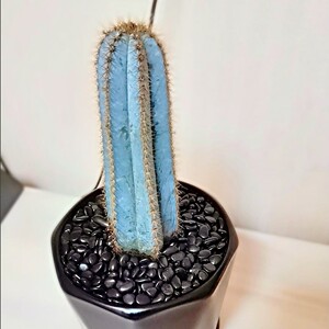 金青阁仙人柱 创意北欧室内装饰仙人柱组合仙人掌 墨西哥进口植物