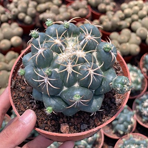 超大巨象仙人球办公室内阳台防辐射美观绿植含盆带土栽好包邮