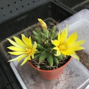 90sunjiao1978淘宝格格园艺金星 海王星乳突球属开花仙人球植物多肉