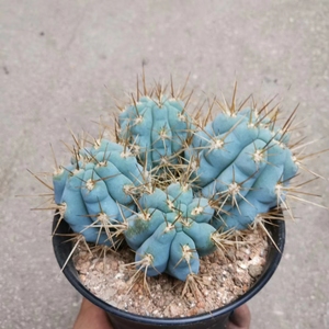 精品仙人柱佛塔柱 稀有蓝色狂刺开花大型仙人掌多肉植物庭院阳台