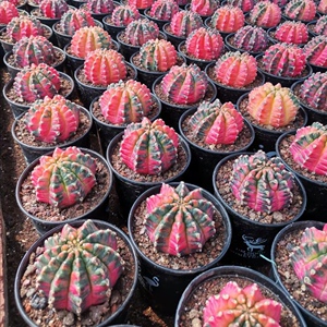 仙人球五彩光辉牡丹锦 自然锦易养开花稀有品种多肉绿植盆栽