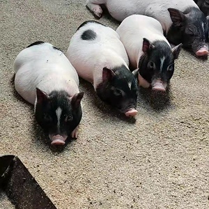 巴马香猪纯种活物小香猪散养两头乌小猪仔藏香猪土黑猪活体育肥猪