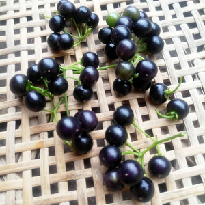 801人付款淘宝精品鲜龙葵果10g正宗野生龙葵子天茄子熬药泡茶喝 干货