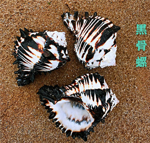 天然海螺贝壳黑斑马骨螺鱼缸水族造景寄居蟹替换壳家居装饰摆件创