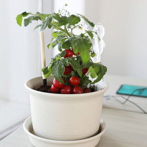 圣女果苗樱桃小番茄盆栽