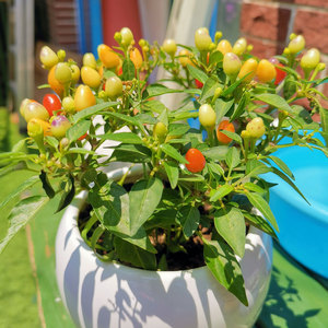 泡椒种子五彩七彩椒辣椒种籽苗秧彩椒秧苗阳台四季盆栽蔬菜孑广西