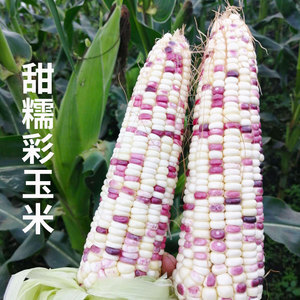 加甜糯16号甜糯玉米种子种籽孑四季水果粘超甜玉米彩糯农业高产