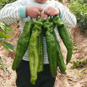 牛角椒辣椒种子种籽孑苗秧特大青椒尖椒秧苗高产籽种春季四季蔬菜