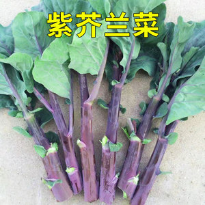 广东紫芥兰菜种籽芥蓝菜红脚种子菜心菜苔孑四季播秋季秋冬季蔬菜
