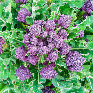 紫色西兰苔种子种籽紫花西兰花芥兰芥蓝籽种四季秋季蔬菜孑菜籽