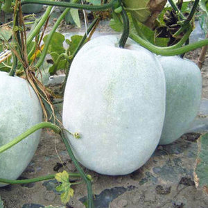 大胖粉皮大冬瓜种子种籽巨型特大白东瓜孑苗秧耐热四季蔬菜高产