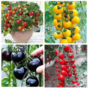 西红柿水果樱桃小番茄千禧红圣女果种籽春秋四季盆栽蔬菜种子苗孑
