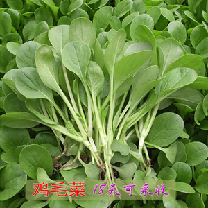 香嫩上海青鸡毛菜种子小白菜油菜四季播18天收获四季播蔬菜种孑籽