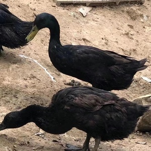 正宗莆田黑鸭受精蛋 药用鸭种蛋稀有品种黑鸭种蛋 地方特色珍禽
