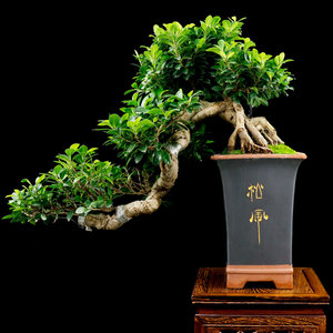 大型悬崖榕树老桩盆景办公前台绿植客厅风水盆栽四季常青庭院盆景