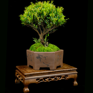 小叶赤楠精品盆栽耐寒热植物四季常青室内客厅办公室红杨盆景送礼