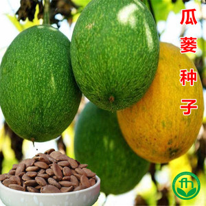 瓜蒌种子苗皮食用干净无杂吊瓜栝楼野生瓜蒌种子苗中药材种可食用