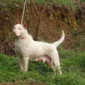 贵州纯种下司犬 猎犬 种母