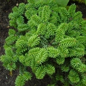 有机加拿大胶冷杉纯露500ml 呼吸道皮肤水油平衡补水