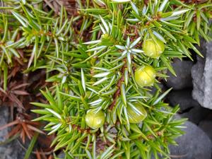 团购 瑕疵有机克罗地亚刺柏松针精油20ml 混了少许脂肪酸