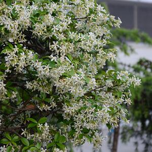 四季不落叶爬藤植物络石藤大苗攀爬盆栽金银丝风车茉莉花苗浓芳香