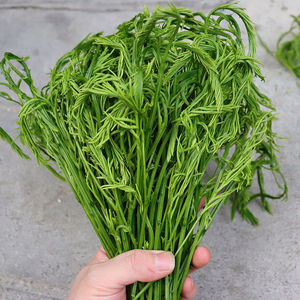 云南臭菜羽叶金合欢德宏傣族绿叶宴帕哈炒鸡蛋重口味蔬菜新鲜