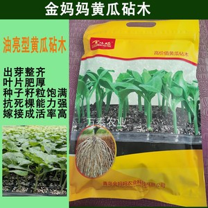 黄瓜嫁接南瓜砧木金妈妈1989金妈妈1943霸图613全福太郎亘青优藤