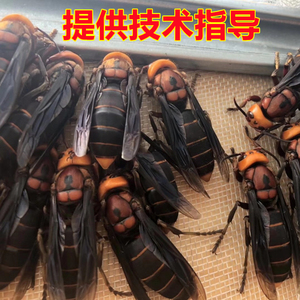 红娘蜂王 高产虎头蜂王 马蜂胡蜂蜂王 马蜂蜂种 一对一交配