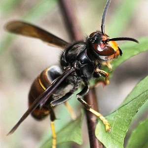 黑背黄脚野王 广东黑盾野生蜂王 马蜂胡蜂野生蜂王 无需练王