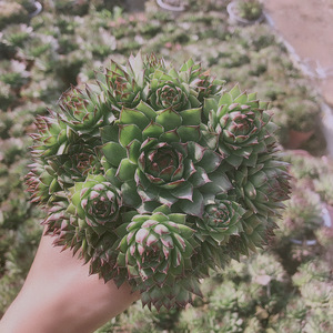 多肉植物 观音莲群生多头 大颗爆头阳台室内美观趣味防辐射绿植花