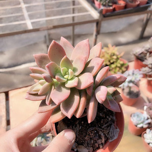 多肉植物 铭月布丁小老桩 可爱萌肉 办公室阳台绿植花卉