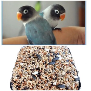 普兰桃鹦鹉鸟粮雏鸟断奶手养亲人小宠物小鸟活体