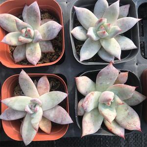 多肉植物 野卡  布兰迪