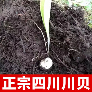 川贝野生特级无硫正宗四川川贝母同仁堂品质松贝10克可磨川贝粉