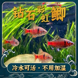 【钻石彩虹鱼】钻石彩虹鱼品牌,价格 - 阿里巴巴