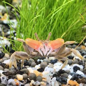 迷你蟹辣椒蟹宠物鱼缸观赏蟹淡水活体草缸将军蟹小螃蟹除藻恶魔蟹